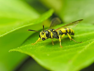 macro photography of black and green wasp perched on green leaf